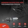 APOS0767 Downstream O2 Oxygen Sensor