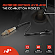 APOS0780 Downstream O2 Oxygen Sensor