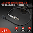 APOS0781 Downstream Left or Right O2 Oxygen Sensor