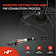 APOS0783 Downstream O2 Oxygen Sensor