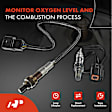 APOS0858 2 Pcs Upstream & Downstream O2 Oxygen Sensor