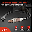 APOS0859 2 Pcs Upstream & Downstream O2 Oxygen Sensor