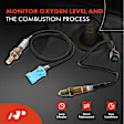 APOS0881 2 Pcs Upstream & Downstream O2 Oxygen Sensor