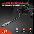 APOS0900 4 Pcs Upstream & Downstream O2 Oxygen Sensor