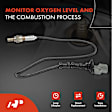 APOS0976 2 Pcs Upstream & Downstream O2 Oxygen Sensor