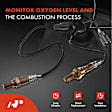 APOS0977 2 Pcs O2 Oxygen Sensor