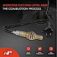 APOS1017 4 Pcs Upstream & Downstream O2 Oxygen Sensor