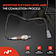 APOS1036 2 Pcs Upstream Left & Right O2 Oxygen Sensor