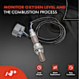 APOS1037 2 Pcs Upstream Left & Right O2 Oxygen Sensor