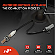 APOS1064 O2 Oxygen Sensor
