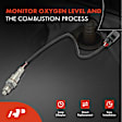 APOS1078 Downstream Right O2 Oxygen Sensor