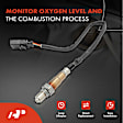 APOS1095 O2 Oxygen Sensor