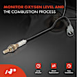 APOS1111 4 Pcs Upstream & Downstream O2 Oxygen Sensor