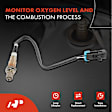 APOS1115 4 Pcs Upstream & Downstream O2 Oxygen Sensor