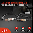 APOS1120 2 Pcs Upstream & Downstream O2 Oxygen Sensor
