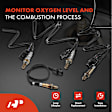 APOS1177 4 Pcs Upstream & Downstream O2 Oxygen Sensor