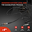 APOS1185 2 Pcs Upstream & Downstream O2 Oxygen Sensor