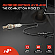 APOS1210 2 Pcs Upstream & Downstream O2 Oxygen Sensor