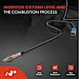 APOS1239 2 Pcs Upstream & Downstream O2 Oxygen Sensor