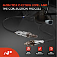 APOS1279 2 Pcs Upstream & Center O2 Oxygen Sensor