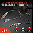 APOS1340 2 Pcs Upstream Left & Right O2 Oxygen Sensor