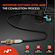 APOS1366 Downstream O2 Oxygen Sensor