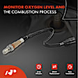 APOS1370 Downstream O2 Oxygen Sensor