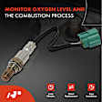 APOS1397 Downstream O2 Oxygen Sensor