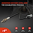 APOS1406 O2 Oxygen Sensor