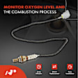 APOS1674 Downstream O2 Oxygen Sensor