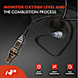 APOS1700 2 Pcs Upstream & Downstream O2 Oxygen Sensor