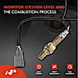 APOS1718 4 Pcs Upstream & Downstream O2 Oxygen Sensor