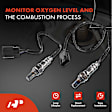 APOS1730 4 Pcs Upstream & Downstream O2 Oxygen Sensor