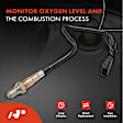 APOS1739 2 Pcs Upstream & Downstream O2 Oxygen Sensor