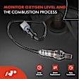 APOS1801 2 Pcs Upstream & Downstream O2 Oxygen Sensor
