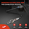 APOS1820 4 Pcs Upstream & Downstream O2 Oxygen Sensor