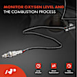 APOS1838 Downstream O2 Oxygen Sensor