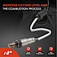 APOS1877 Downstream O2 Oxygen Sensor