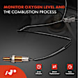 APOS2037 Downstream O2 Oxygen Air Fuel Ratio Sensor
