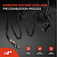 OS059C Downstream O2 Oxygen Sensor