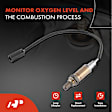 OS065 Upstream Downstream O2 Oxygen Sensor