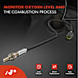 OS088C Downstream O2 Oxygen Sensor