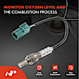 OS099C Downstream O2 Oxygen Sensor