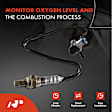 OS110C Upstream Downstream O2 Oxygen Sensor