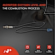 OS117 Downstream O2 Oxygen Sensor