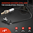 OS123 2x O2 Oxygen Sensor