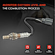 OS136 2x Upstream O2 Oxygen Sensor