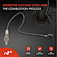 OS140 Upstream Downstream O2 Oxygen Sensor
