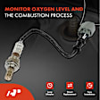 OS149C Downstream O2 Oxygen Sensor