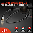 OS157 Upstream O2 Oxygen Sensor